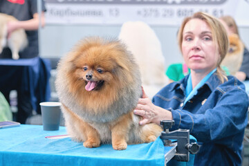 A beautiful pomeranian after grooming on a table in an animal salon. The concept of dog care