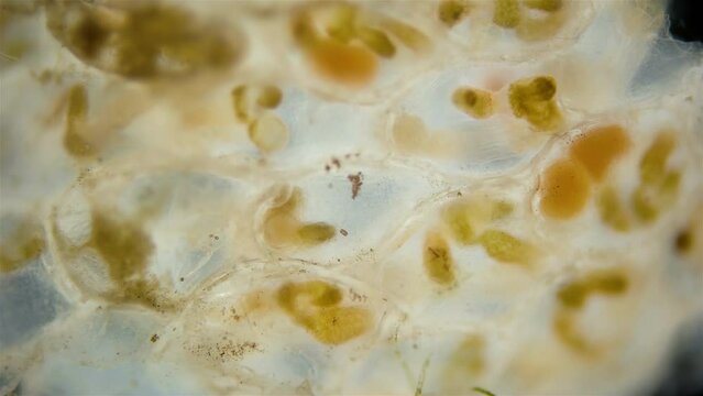 Colony of bryozoans from the class Gymnolaemata under a microscope. Sometimes they are called Ectoprocta. White Sea