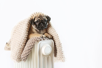 The dog is freezing. A pug puppy is warming up at the heater. Winter heating season. A dog wrapped in a blanket. Cold room.White background.
