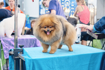 Charming Pomeranian dog stands on the table after grooming.