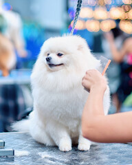 A woman's hand combs the hair of a white Pomeranian dog with a comb