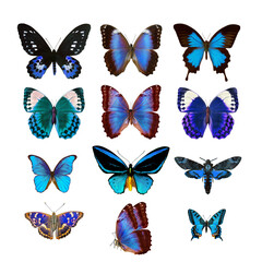 Fototapeta na wymiar set of bright blue tropical butterflies isolated on white