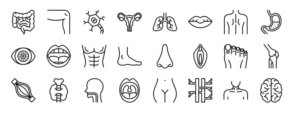 Set Of 24 Outline Web Human Body Icons Such As Intestine, Leg, Neuron, Uterus, Lungs, Lips, Back Vector Icons For Report, Presentation, Diagram, Web Design, Mobile App