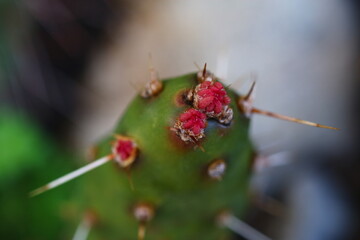 opuntia Rutila Super opuncja © Perovskia