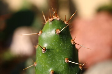 opuntia Rutila Super opuncja © Perovskia