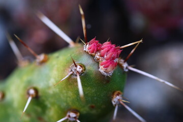 opuntia Rutila Super opuncja © Perovskia