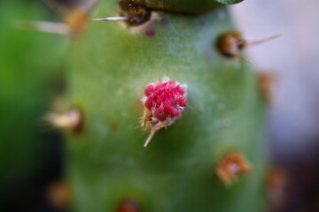 opuntia Rutila Super opuncja © Perovskia