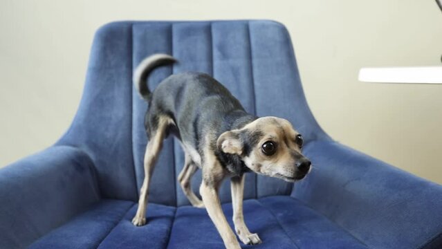 small dog growls and wags its tail