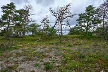 Naturschutz- und Landschaftsschutzgebiet Höhfeldplatte bei Thüngersheim, Landkreis Main-Spessart, Unterfranken, Bayern, Deutschland