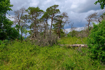 Naturschutz- und Landschaftsschutzgebiet Höhfeldplatte bei Thüngersheim, Landkreis Main-Spessart, Unterfranken, Bayern, Deutschland