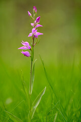 Rotes Waldvöglein, Purpur-Waldvöglein, Cephalanthera rubra