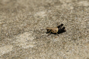 Spur throated Grasshopper on the floor