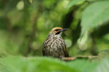 Straw Headed Bulbul in a nature Reserve