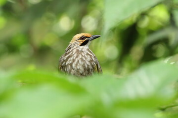 Straw Headed Bulbul in a nature Reserve