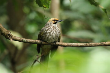 Straw Headed Bulbul in a nature Reserve
