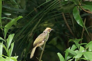 Straw Headed Bulbul in a nature Reserve