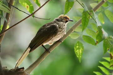 Straw Headed Bulbul in a nature Reserve