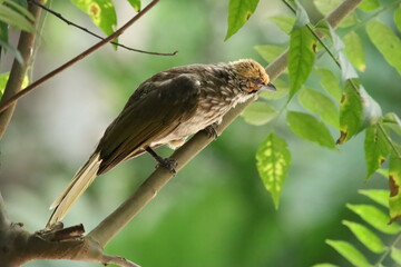 Straw Headed Bulbul in a nature Reserve