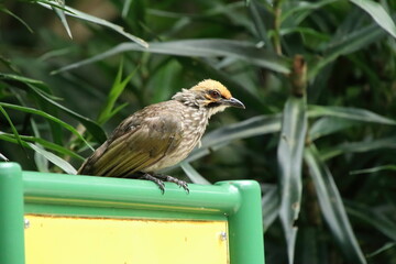 Straw Headed Bulbul in a nature Reserve