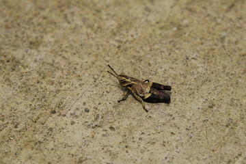 Spur throated Grasshopper on the floor