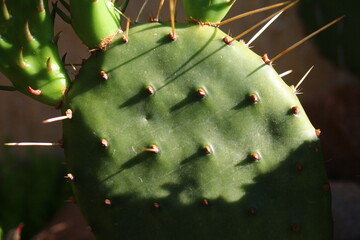 Opuntia phaeacantha v. comanchica żółty kwiat opuncja