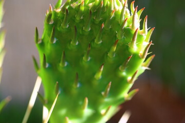 Opuntia phaeacantha v. comanchica żółty kwiat opuncja