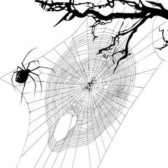 Halloween tree branch and spider web. Vector illustration.