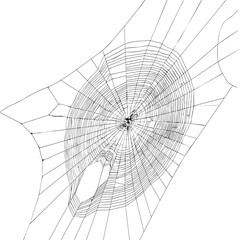 Halloween decor, net spider cobweb, hand drawn vector illustration.