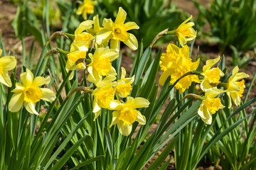 Obraz premium Blooming yellow daffodils on flower bed in garden. Beauty of nature, spring flowers. Selective focus.