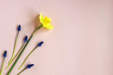 One narcissus flower and tender grape hyacinths on pink background. Top view, flat lay. Copy space. Spring flowers. Selective focus.