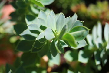 Obraz na płótnie Canvas Euphorbia myrsinites Wilczomlecz mirtowaty
