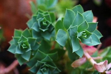 Euphorbia myrsinites Wilczomlecz mirtowaty - obrazy, fototapety, plakaty
