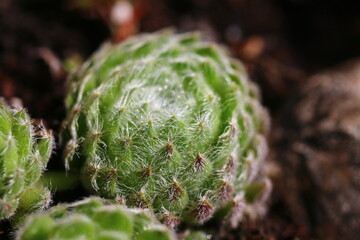 Sempervivum ciliosum BORISSI Rojnik wełnisty Borisii