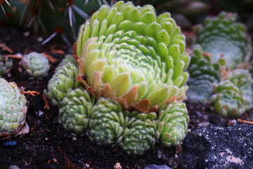 Naklejka premium Sempervivum ciliosum BORISSI Rojnik wełnisty Borisii