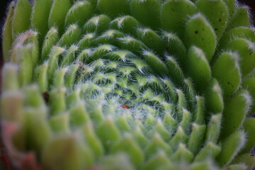 Sempervivum ciliosum BORISSI Rojnik wełnisty Borisii
