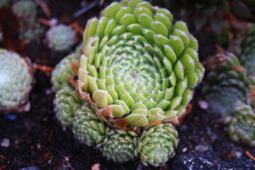 Naklejka premium Sempervivum ciliosum BORISSI Rojnik wełnisty Borisii