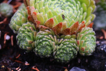 Naklejka premium Sempervivum ciliosum BORISSI Rojnik wełnisty Borisii