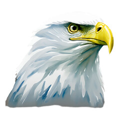 bald eagle head digital drawing with watercolor style illustration