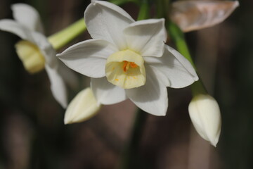 日本の早春の庭に咲く白いフサザキスイセンの花