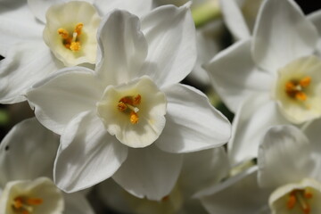 日本の早春の庭に咲く白いフサザキスイセンの花