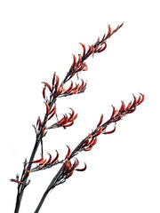 Flax (Phormium colensoi) isolated on white background. Flowers, seed pods.