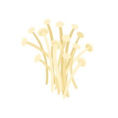 Fresh enoki mushrooms (Flammulina velutipes). Traditional asian cuisine. Vector clipart.