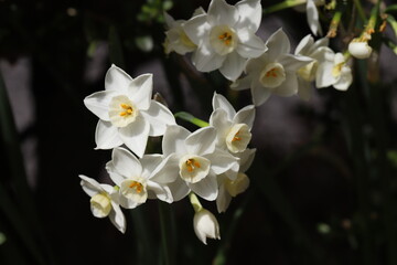 Naklejka na ściany i meble 日本の早春の庭に咲く白いフサザキスイセンの花