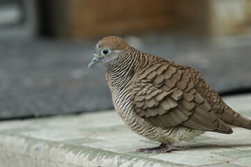 Zebra Dove on the floor