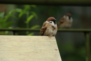 Eurasian Tree Sparrow on a wooden block