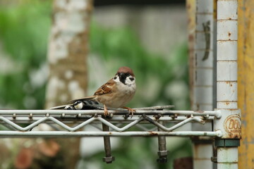 Eurasian Tree Sparrow on a wooden block