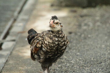 Red Jungle Fowl Chicken Rooster in a park farm