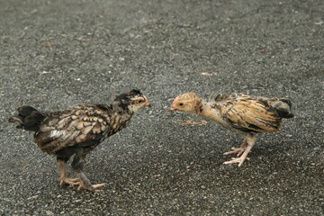 Red Jungle Fowl Chicken Rooster in a park farm