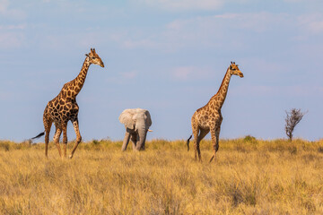 Giraffe and elephant in th Etosha National Park in Namibia.