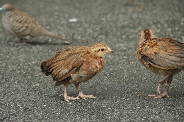 Red Jungle Fowl Chicken Rooster in a park farm
